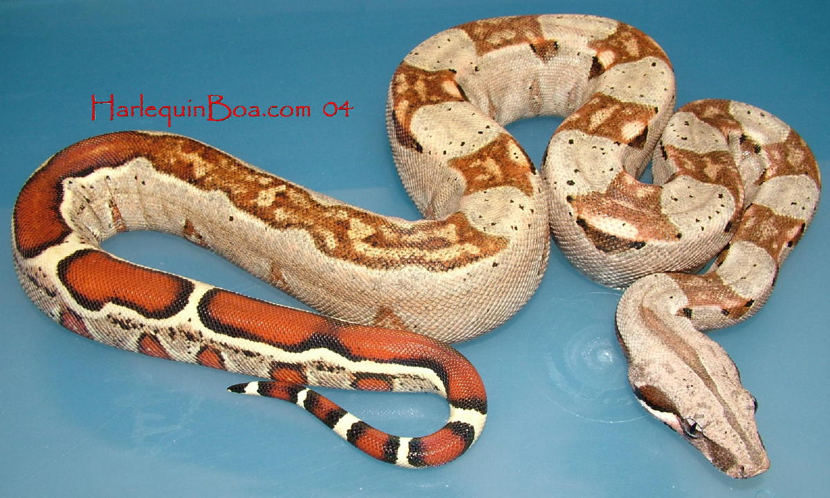 Male 04