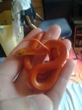 my very pretty Goini red king snake
