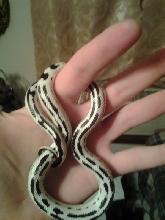 my inverted kingsnake