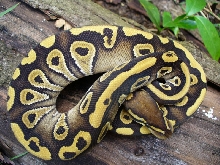 mojave #1