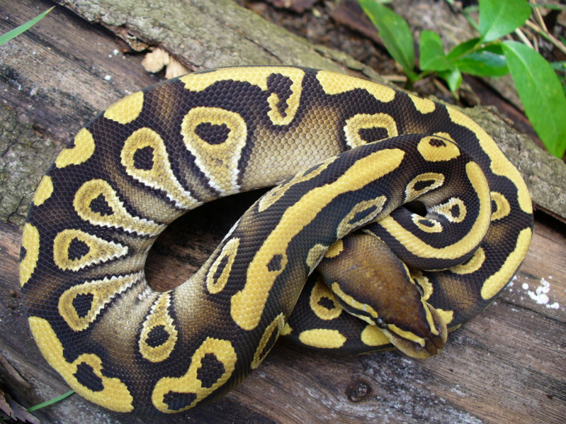 mojave #1