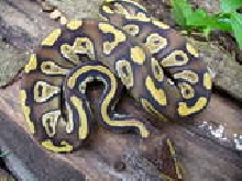 Mojave #2