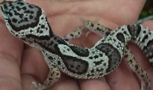 Smokey, my Leopard Gecko