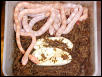 Clutch of fluorescent corns hatching
