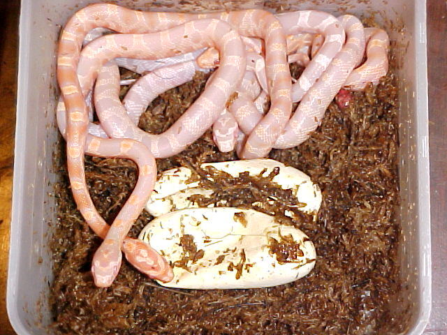 Clutch of fluorescent corns hatching