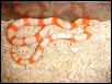 Male Albino Honduran