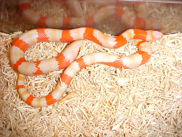 Male Albino Honduran