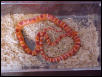 Yearling male Fluorescent