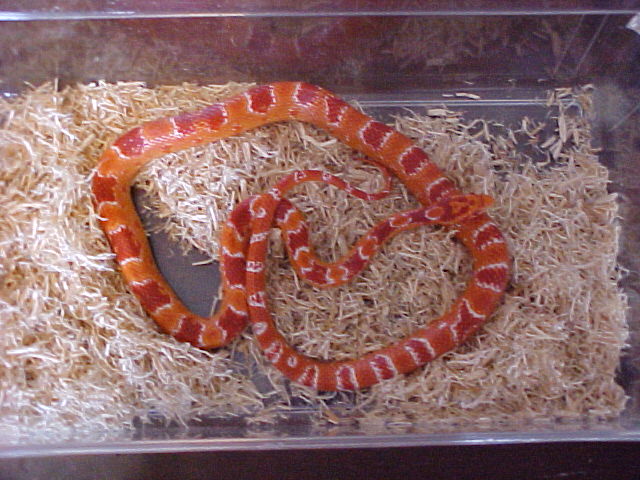 Yearling male Fluorescent