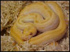 Patternless albino Burmese