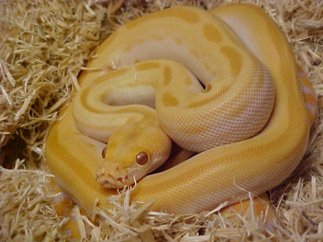 Patternless albino Burmese