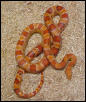 Paradox Corn (origin of this Flourescent bloodline)