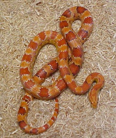 Paradox Corn (origin of this Flourescent bloodline)