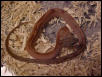 Hatchling Striped Bloodred Corn