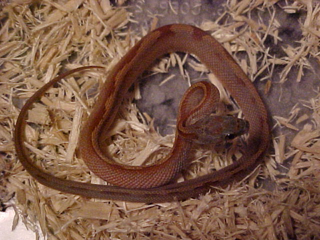 Hatchling Striped Bloodred Corn