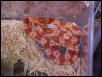 Red Phase Super Flourescent Hatchling