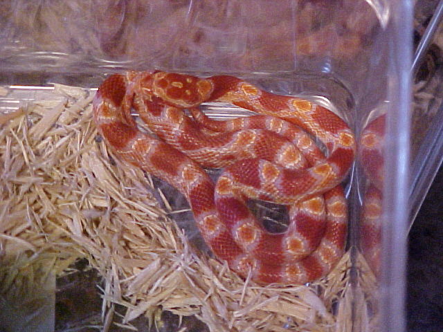 Red Phase Super Flourescent Hatchling