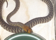 1female1