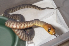 1male3