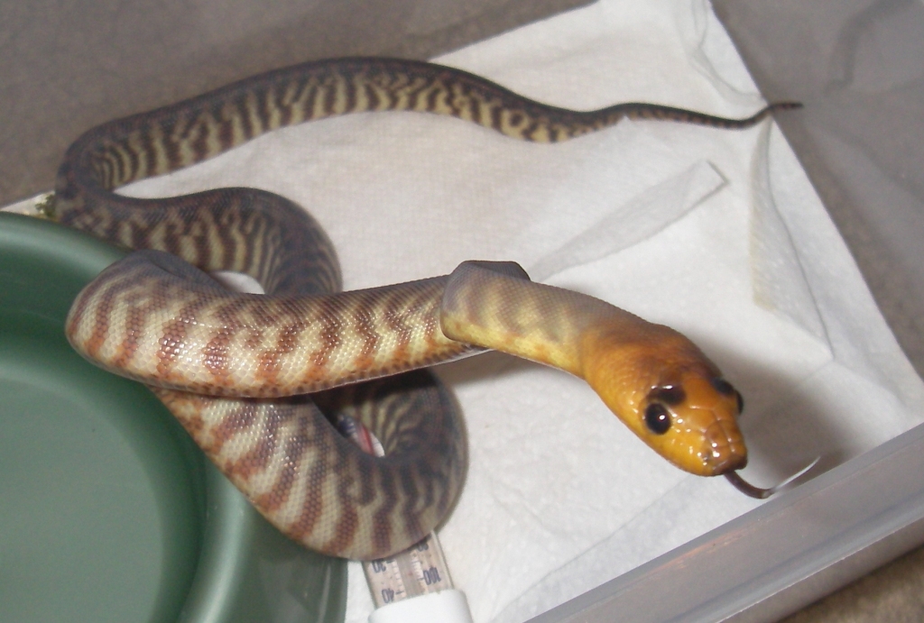 1male3