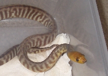 2female3