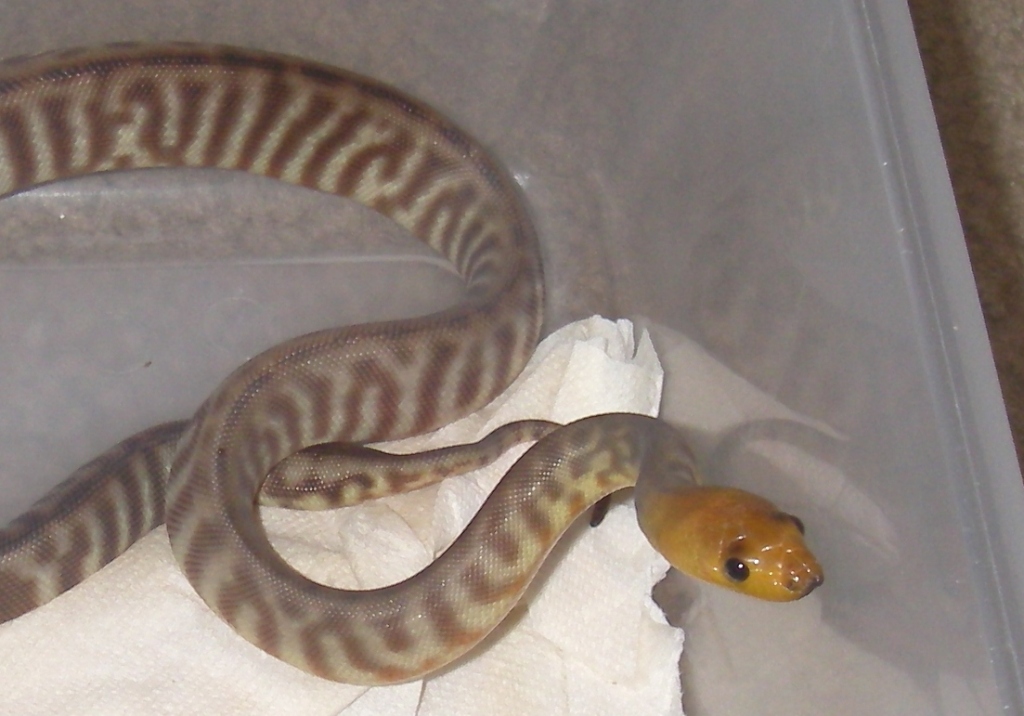 2female3
