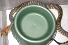 2male2
