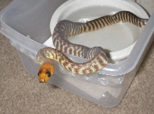 3male1