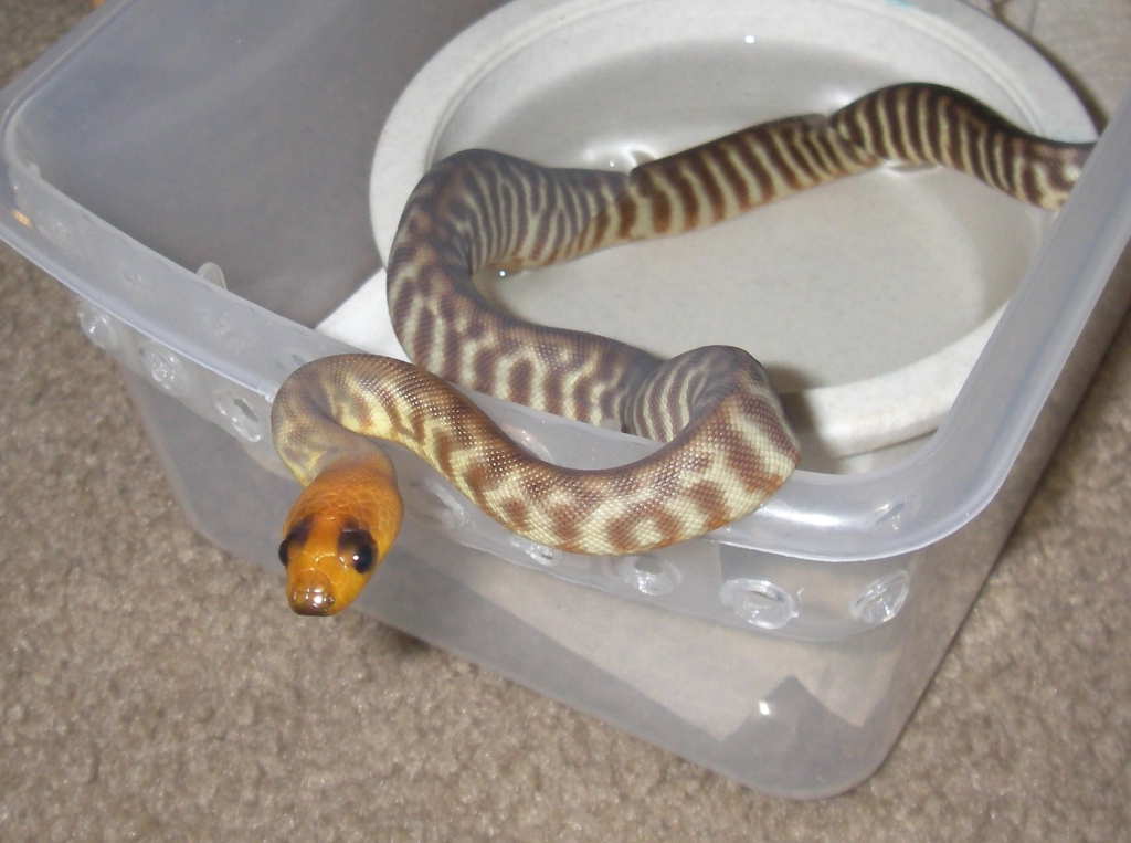 3male1