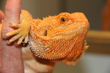 Beautiful Female Hypo Orange with 20 clear nails!