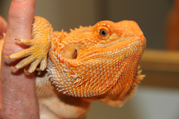 Beautiful Female Hypo Orange with 20 clear nails!