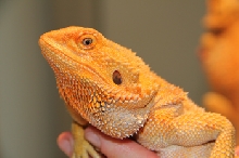 SHE'S A HOTTY!! SUPER ORANGE HYPO FEMALE