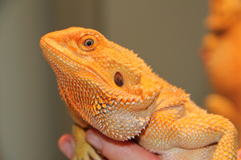 SHE'S A HOTTY!! SUPER ORANGE HYPO FEMALE
