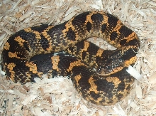 east hog long tail 2
