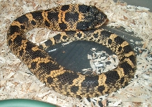 east hog 1