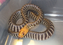 baby4