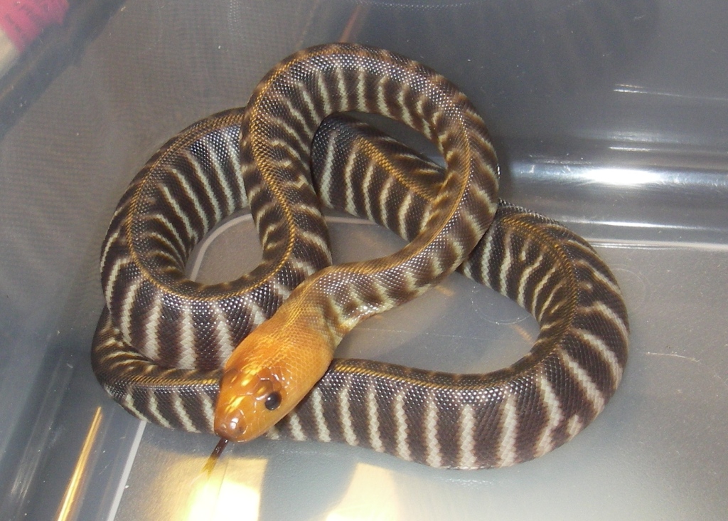 baby4
