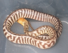 baby6