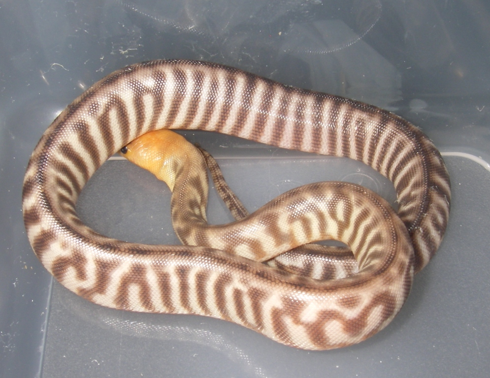 baby6