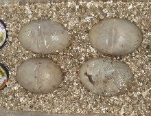4 dead embryo's