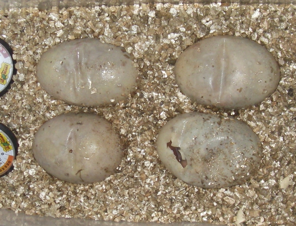 4 dead embryo's