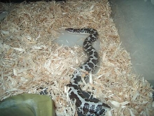 anery Kenyan