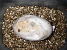 dead egg
