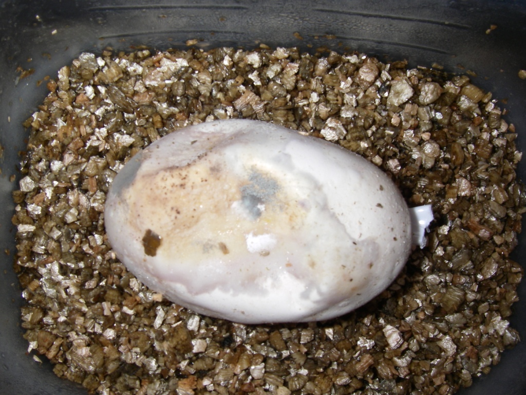 dead egg