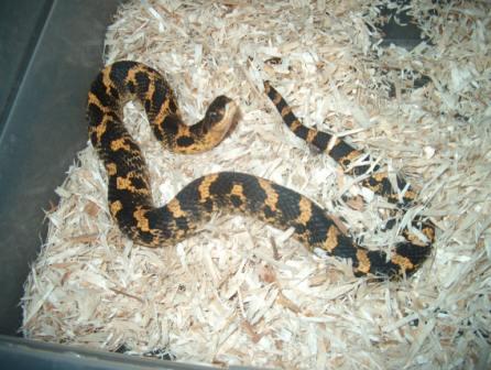 east hog long tail