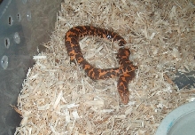 flame kenyan sand boa