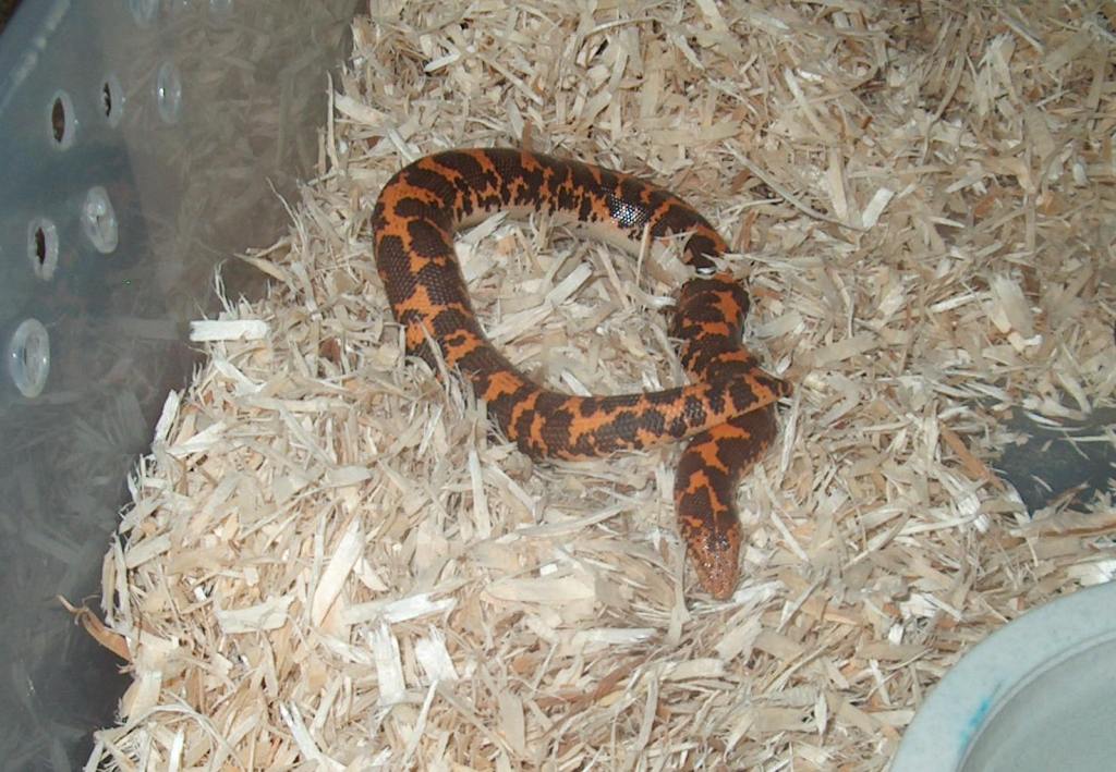 flame kenyan sand boa
