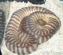 woma inverted?