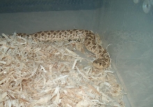western hognose cmc