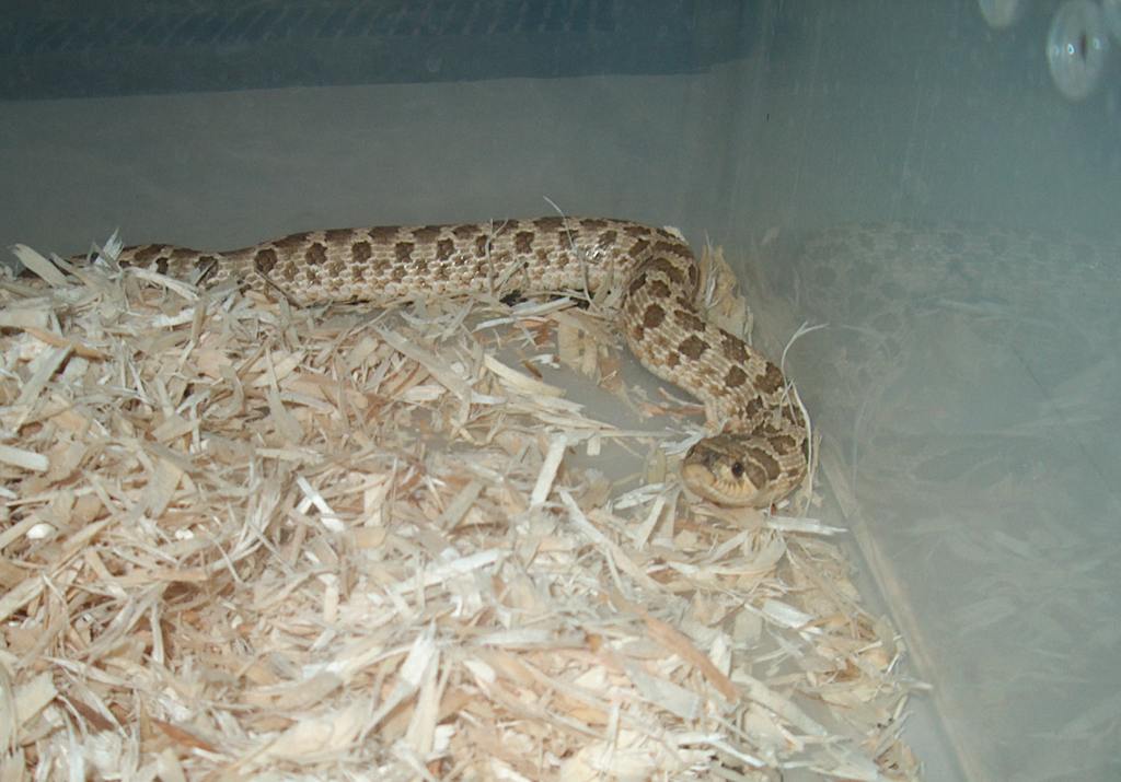 western hognose cmc